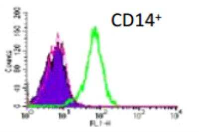 Flow Cytometry: DC-SIGNR/CD299/CLEC4M Antibody (128G8) [DDX0201P-100]