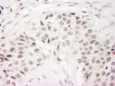 Immunohistochemistry: DC8 Antibody [NB100-2575]