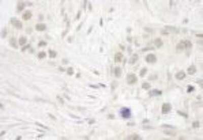 Immunohistochemistry-Paraffin: DC8 Antibody [NB100-2575]