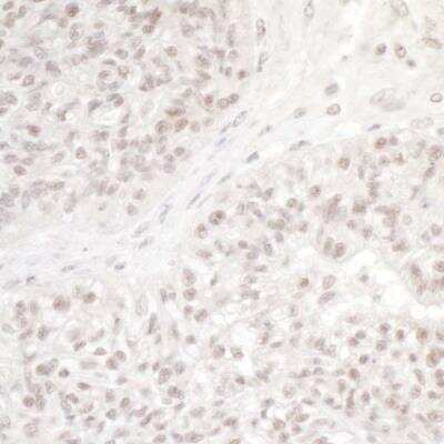 Immunohistochemistry-Paraffin: DC8 Antibody [NB100-2575]