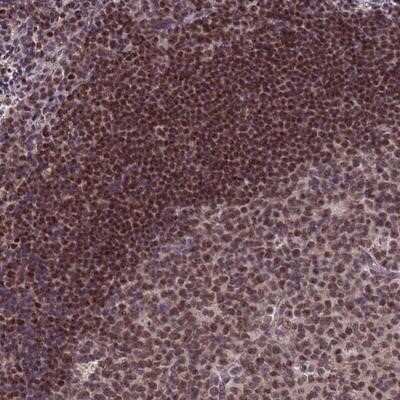 Immunohistochemistry-Paraffin: DC8 Antibody [NBP2-13678]