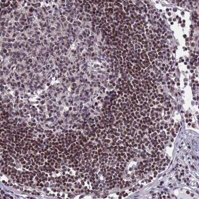 Immunohistochemistry-Paraffin: DC8 Antibody [NBP2-13678]