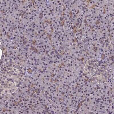 Immunohistochemistry-Paraffin: DC8 Antibody [NBP2-13678]