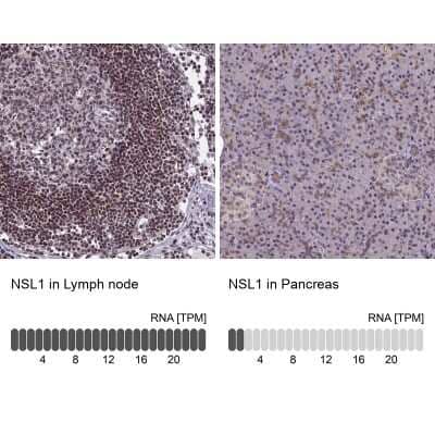 Immunohistochemistry-Paraffin: DC8 Antibody [NBP2-13678]