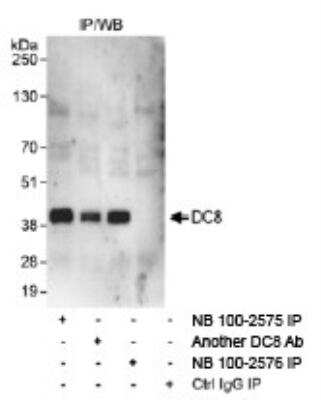 Immunoprecipitation: DC8 Antibody [NB100-2575]