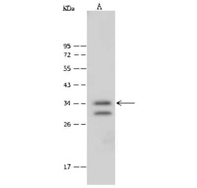 Western Blot: DC8 Antibody [NBP2-99483]