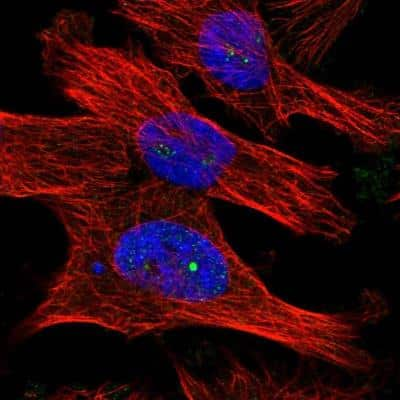 Immunocytochemistry/ Immunofluorescence: DCAF10 Antibody [NBP1-82090]