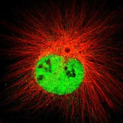 Immunocytochemistry/ Immunofluorescence: DCAF11 Antibody [NBP2-58721]