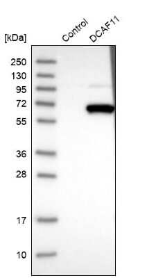 Western Blot: DCAF11 Antibody [NBP1-83364]