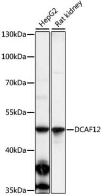 Western Blot: DCAF12 AntibodyAzide and BSA Free [NBP2-92323]