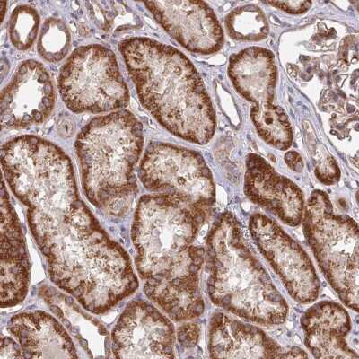 Immunohistochemistry-Paraffin: DCAF12L2 Antibody [NBP2-33544]