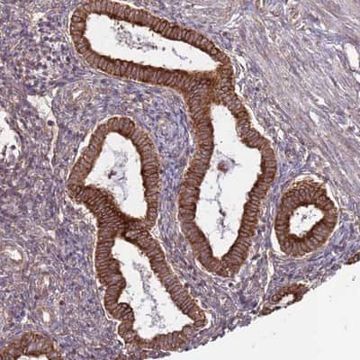 Immunohistochemistry-Paraffin: DCAF4 Antibody [NBP1-91820]
