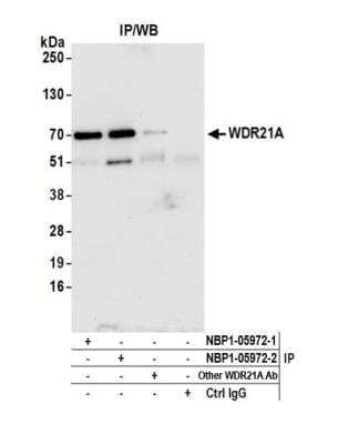 Immunoprecipitation: DCAF4 Antibody [NBP1-05972]