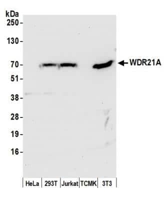 Western Blot: DCAF4 Antibody [NBP1-05972]