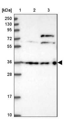 Western Blot: DCAF4 Antibody [NBP1-91820]