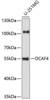 Western Blot: DCAF4 AntibodyAzide and BSA Free [NBP2-92192]