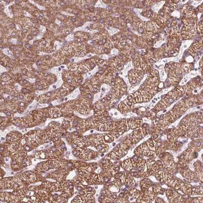 Immunohistochemistry-Paraffin: DCAF4L2 Antibody [NBP2-38107]