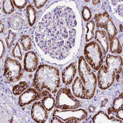 Immunohistochemistry-Paraffin: DCAF5 Antibody [NBP2-30998]