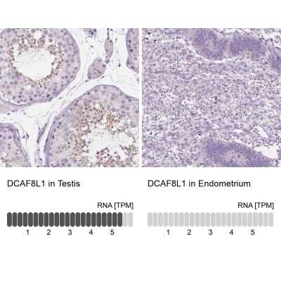 Immunohistochemistry-Paraffin: DCAF8L1 Antibody [NBP1-93435]