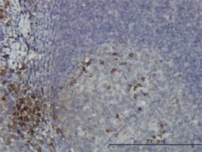 Immunohistochemistry-Paraffin: DCAKD Antibody (3E4) [H00079877-M02]