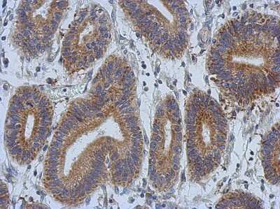 Immunohistochemistry-Paraffin: DCBLD2/ESDN Antibody [NBP2-16105]