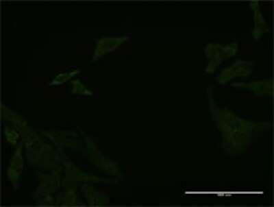 Immunocytochemistry/ Immunofluorescence: DCBLD2/ESDN Antibody (3G10) [H00131566-M01]