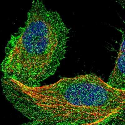 Immunocytochemistry/ Immunofluorescence: DCBLD2/ESDN Antibody [NBP1-85582]