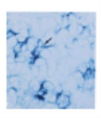 Immunohistochemistry: DCIR/CLEC4A Antibody (111F8.04) [DDX0180P-100]