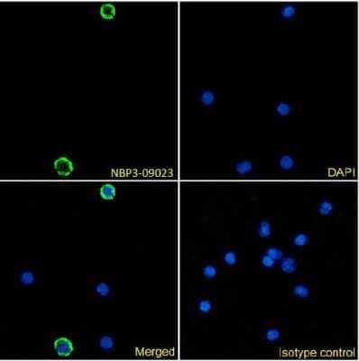 Immunocytochemistry/ Immunofluorescence: DCIR/CLEC4A Antibody (9E8) - Chimeric - Azide and BSA Free [NBP3-09023]