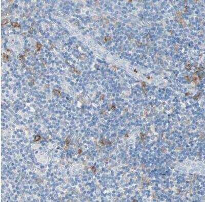 Immunohistochemistry-Paraffin: DCIR/CLEC4A Antibody [NBP1-84446]