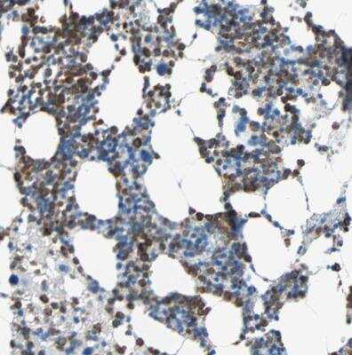 Immunohistochemistry-Paraffin: DCIR/CLEC4A Antibody [NBP1-84446]