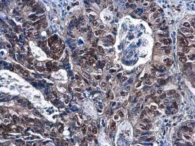 Immunohistochemistry-Paraffin: DCK Antibody (10412) [NBP2-43639]