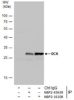 Immunoprecipitation: DCK Antibody (10412) [NBP2-43639]