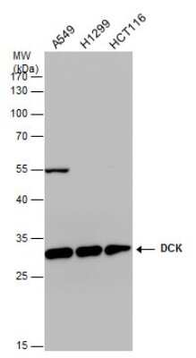 Western Blot: DCK Antibody (10412) [NBP2-43639]