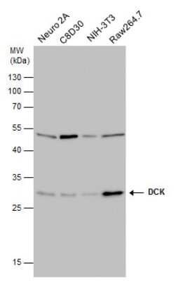 Western Blot: DCK Antibody (10412) [NBP2-43639]