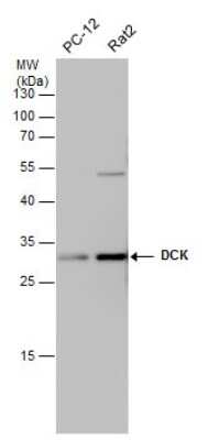 Western Blot: DCK Antibody (10412) [NBP2-43639]