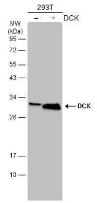 Western Blot: DCK Antibody (10412) [NBP2-43639]