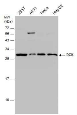 Western Blot: DCK Antibody (10412) [NBP2-43639]