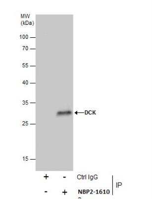 Immunoprecipitation: DCK Antibody [NBP2-16108]