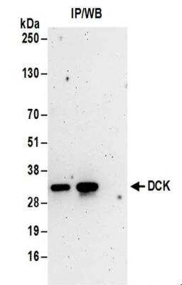Immunoprecipitation: DCK Antibody [NBP2-32179]