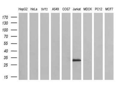 Western Blot: DCK Antibody (OTI3F5)Azide and BSA Free [NBP2-70555]