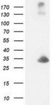 Western Blot: DCK Antibody (OTI3F5)Azide and BSA Free [NBP2-70555]