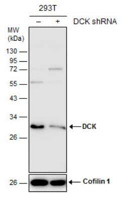 Western Blot: DCK Antibody [NBP2-16108]