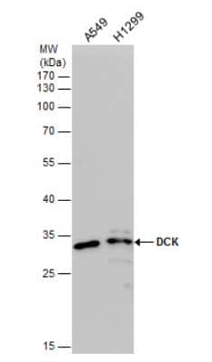 Western Blot: DCK Antibody [NBP2-16108]