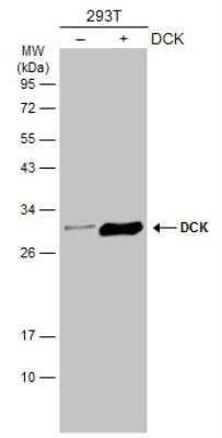 Western Blot: DCK Antibody [NBP2-16108]