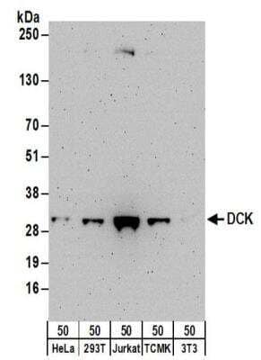 Western Blot: DCK Antibody [NBP2-32179]