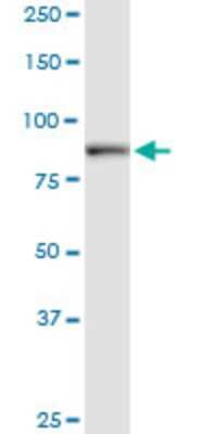 Western Blot: DCLK1 Antibody (7D10) [H00009201-M01]