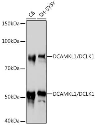 Western Blot: DCLK1 Antibody (8C8T3) [NBP3-16391]