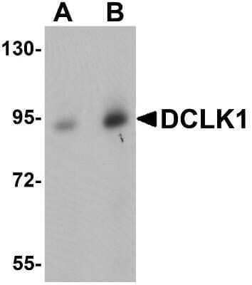 Western Blot: DCLK1 AntibodyBSA Free [NBP1-77127]