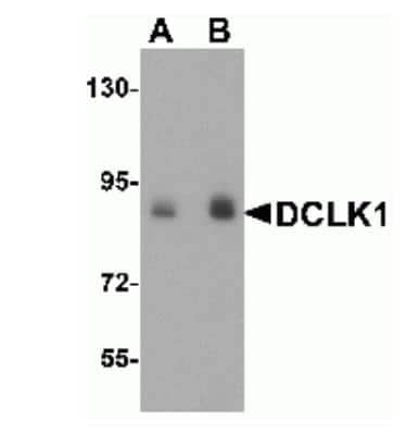 Western Blot: DCLK1 AntibodyBSA Free [NBP1-77127]